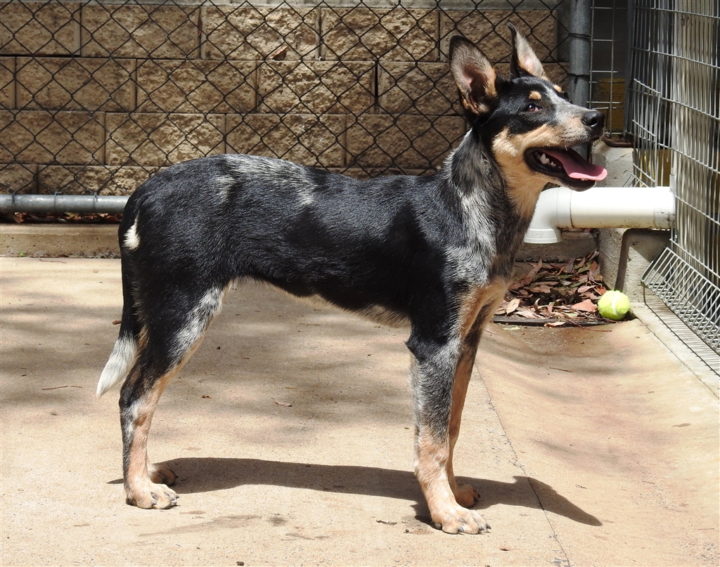Paislee Medium Female Australian Cattle Dog x Kelpie Mix Dog in QLD PetRescue