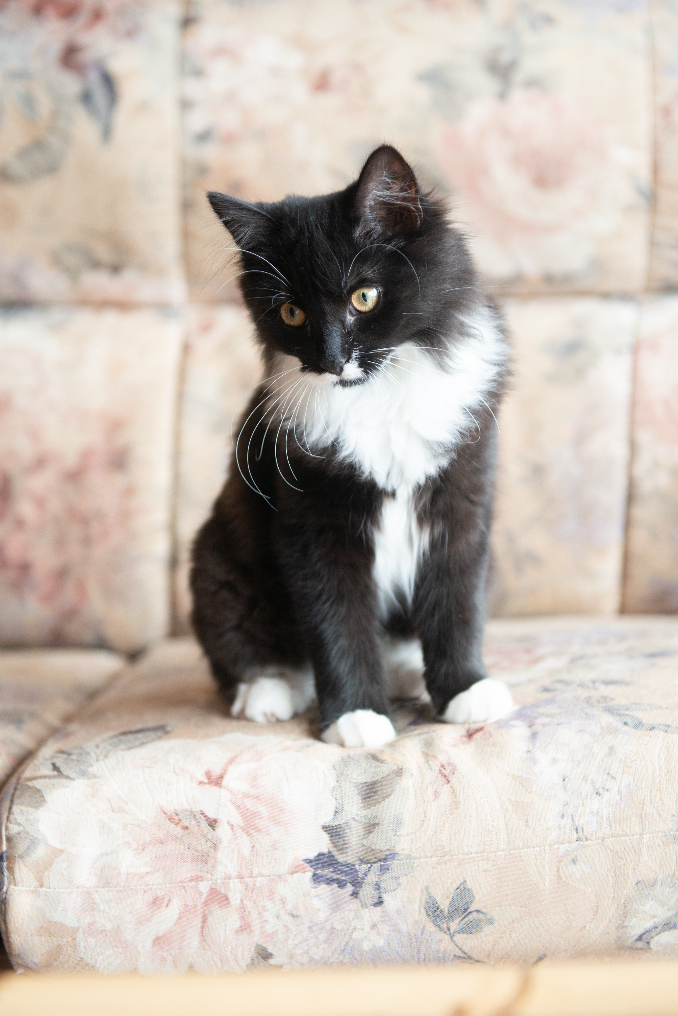 Pebbles (Tuxedo kitten) - Female Domestic Long Hair x Domestic Medium Hair  Mix Cat in VIC - PetRescue