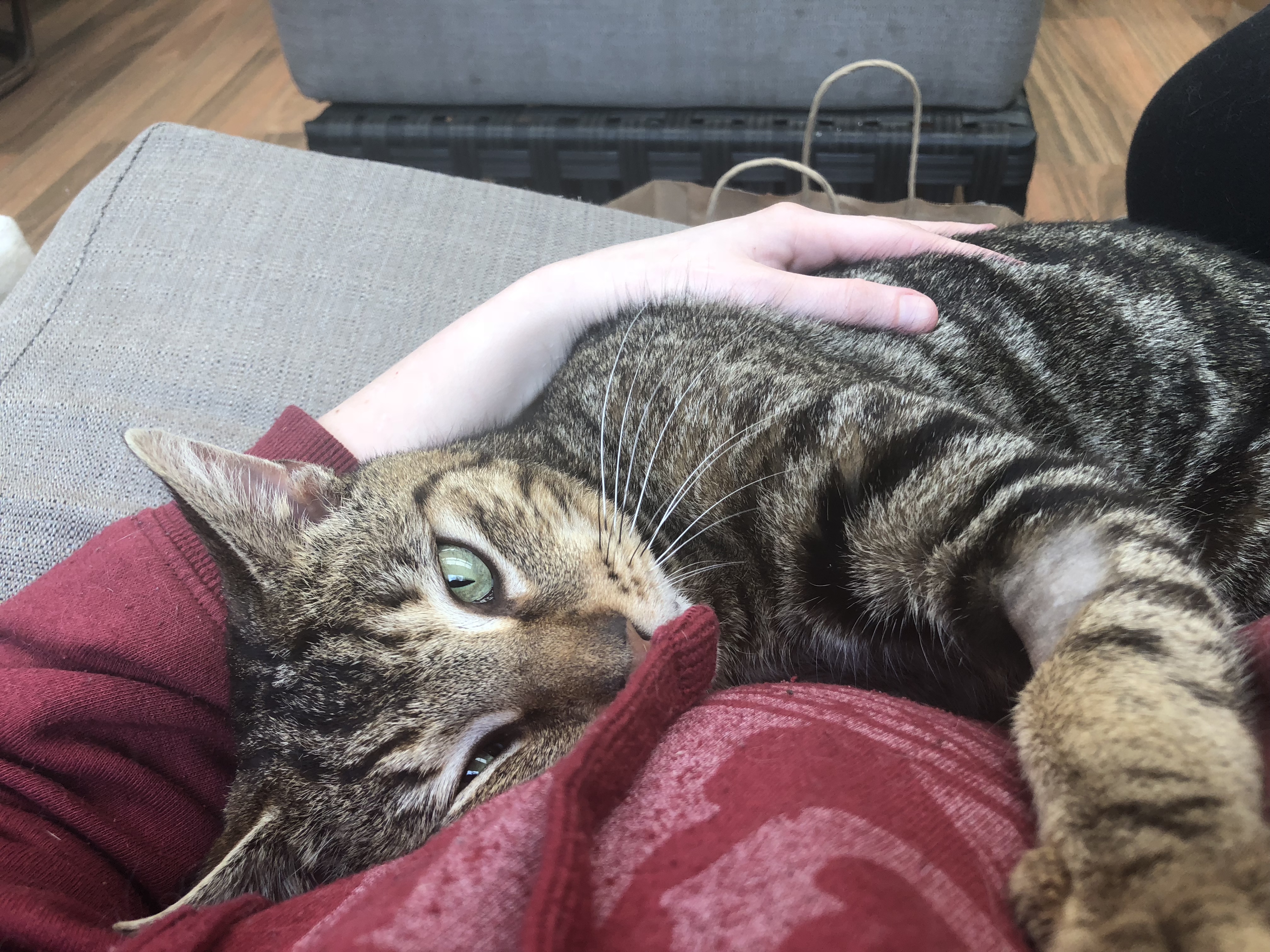 Wobbles Male Domestic Short Hair Cat in VIC PetRescue