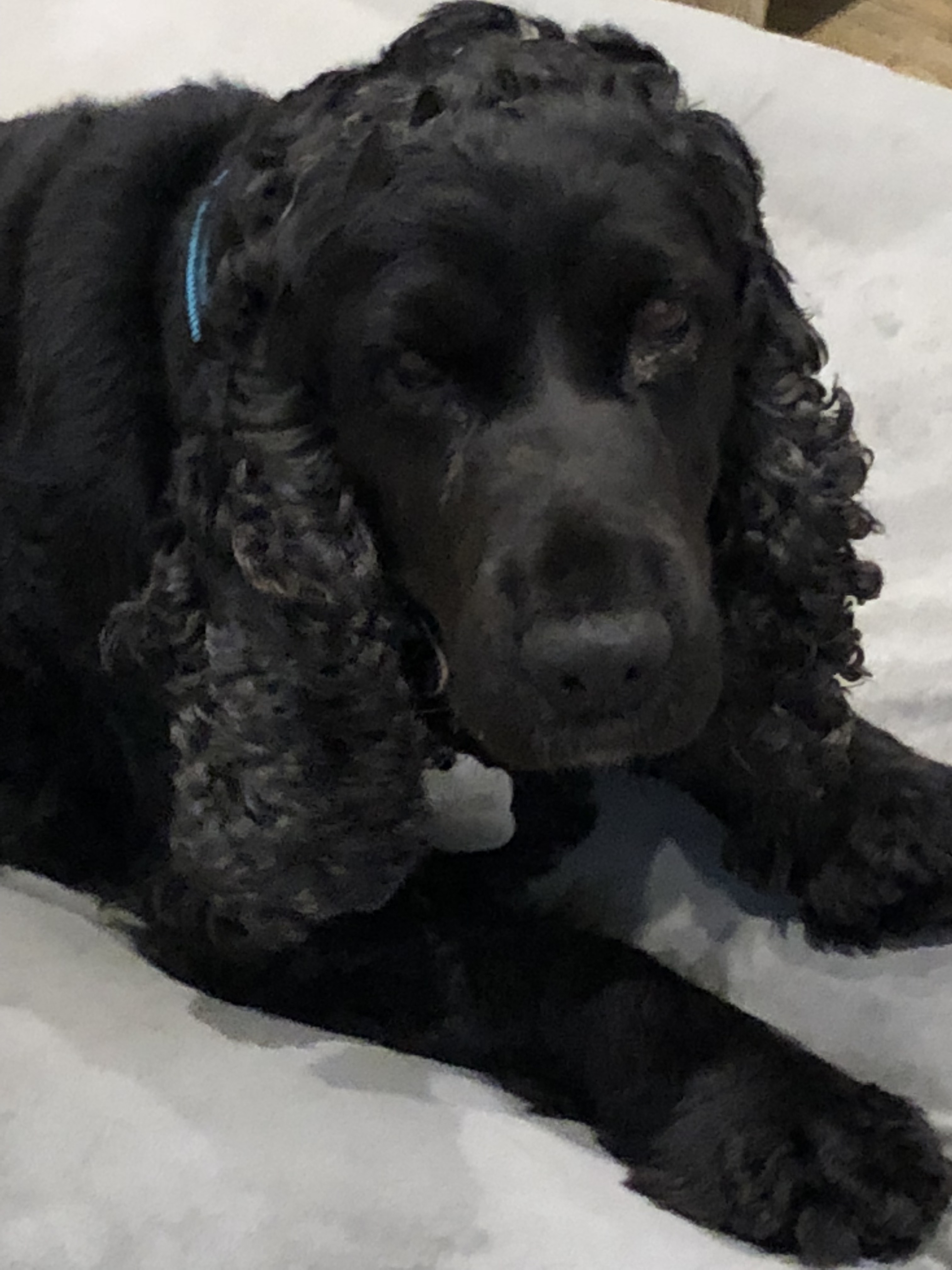 Queen Bee Medium Female Cocker Spaniel, English Dog in NSW PetRescue