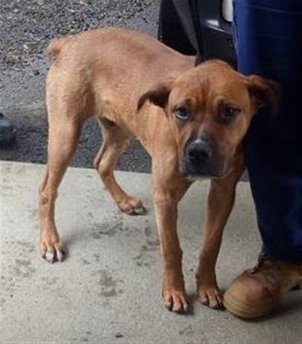 Rusty - Medium Male Rhodesian Ridgeback x Rottweiler Mix Dog in QLD ...