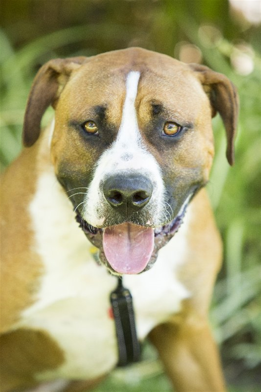 Dobi Large Male American Bulldog x American Staffordshire Bull Terrier Mix Dog in QLD PetRescue