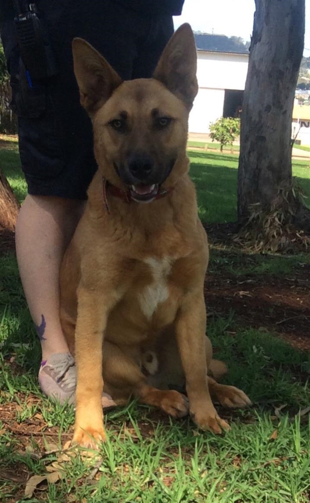 Sam Medium Male Australian Cattle Dog x German Shepherd Mix Dog