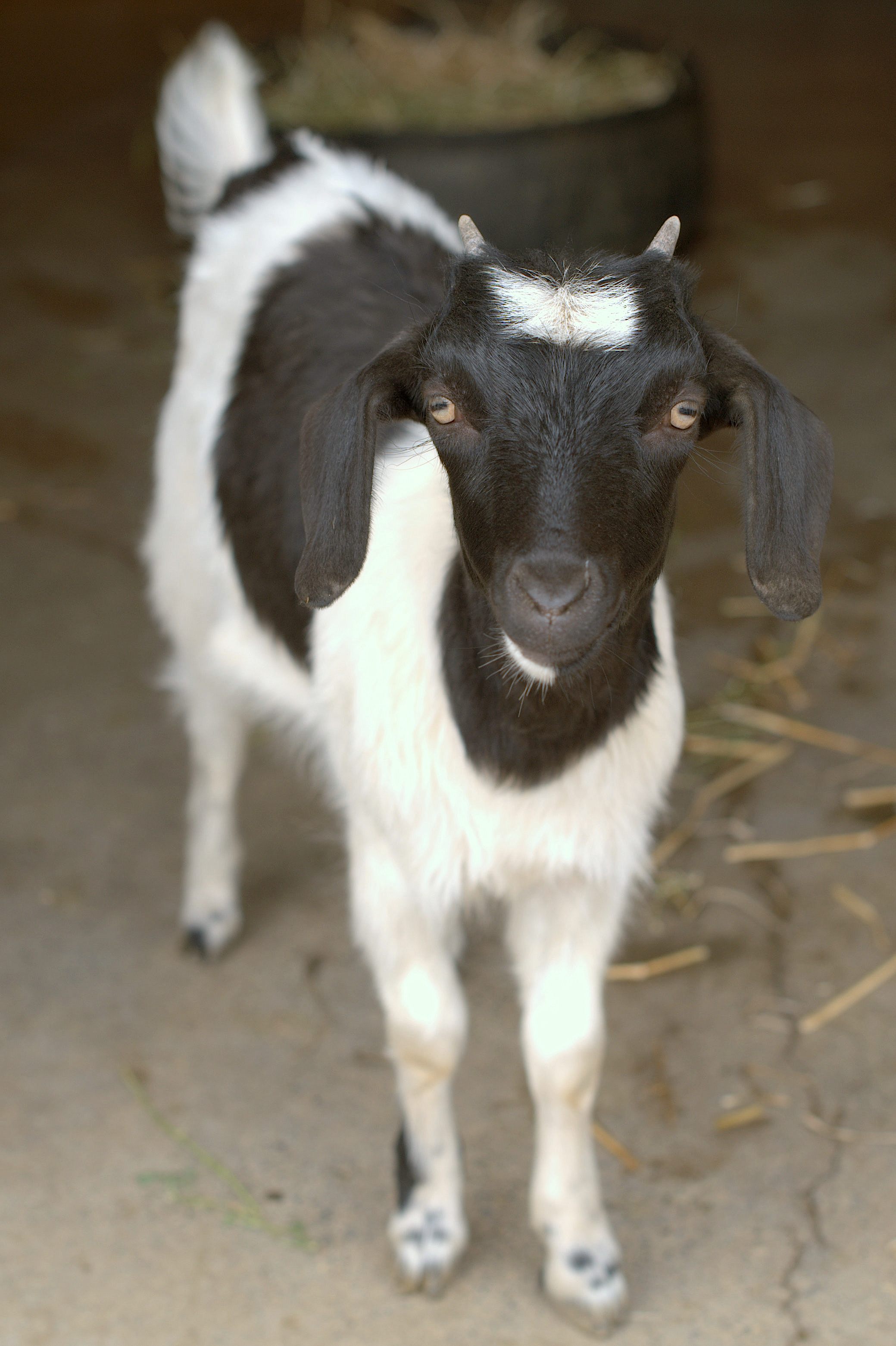 rubarb-female-goat-in-nsw-petrescue