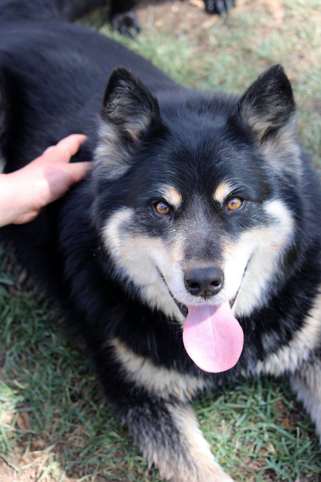 malamute x kelpie