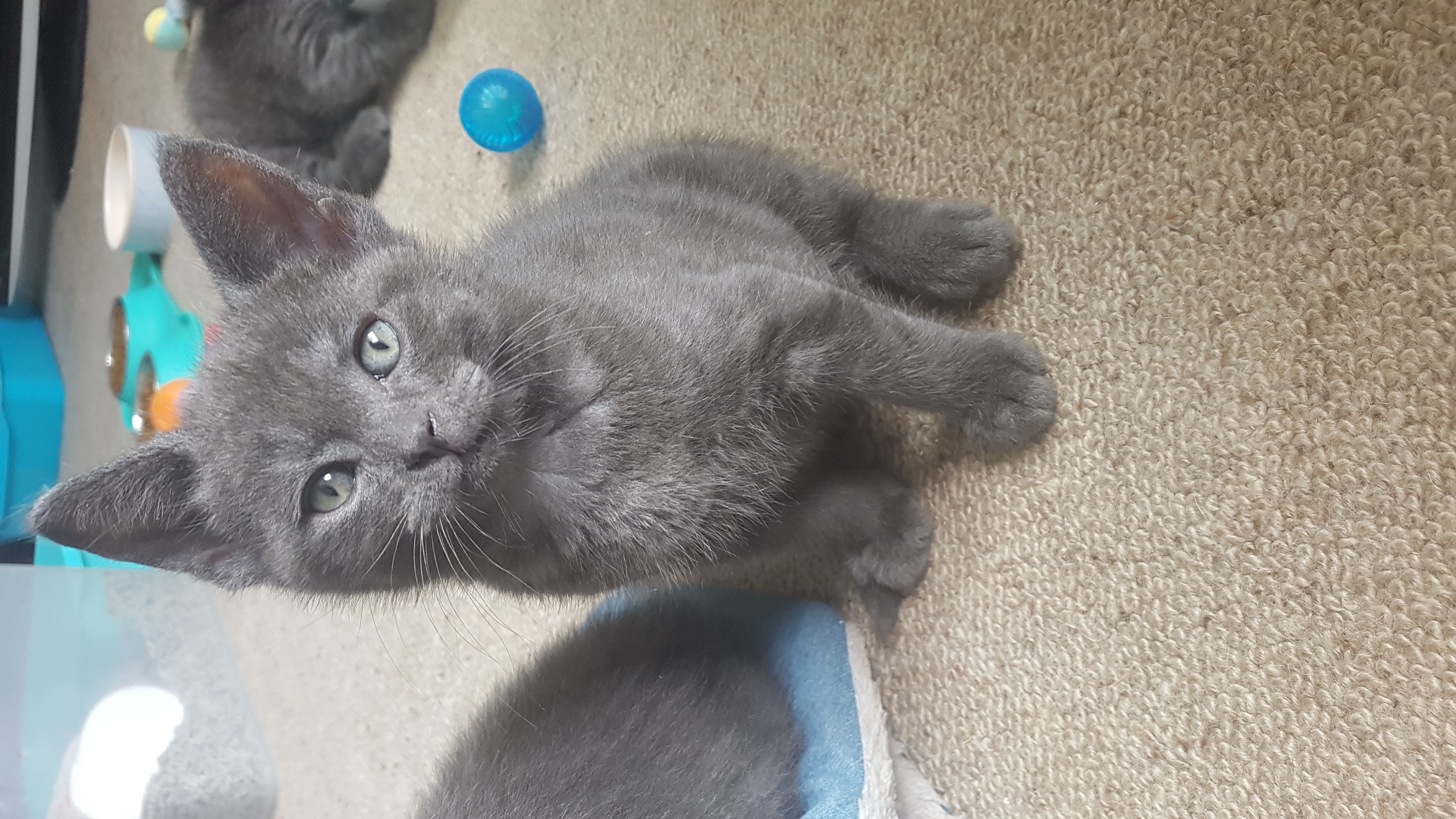 Nova Male Russian Blue Mix Cat in NSW PetRescue