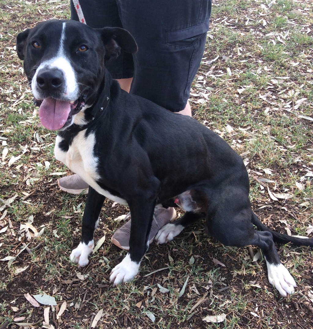 Tiny Tom Large Male Border Collie x Bull Arab Mix Dog in QLD PetRescue