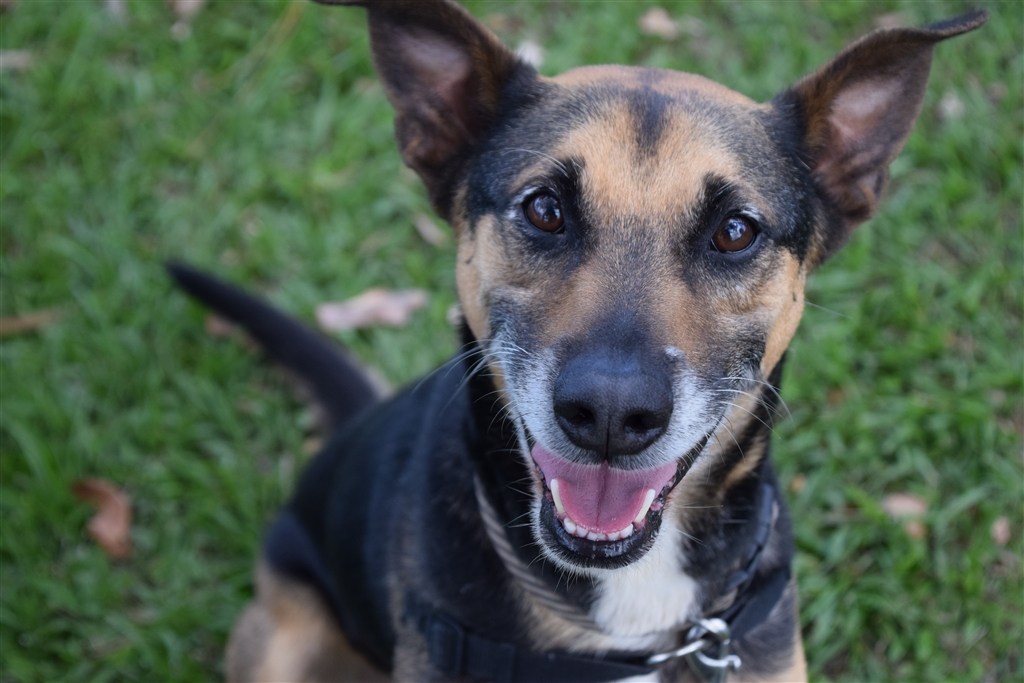 Ranger - Medium Male German Shepherd x Kelpie Mix Dog in QLD - PetRescue