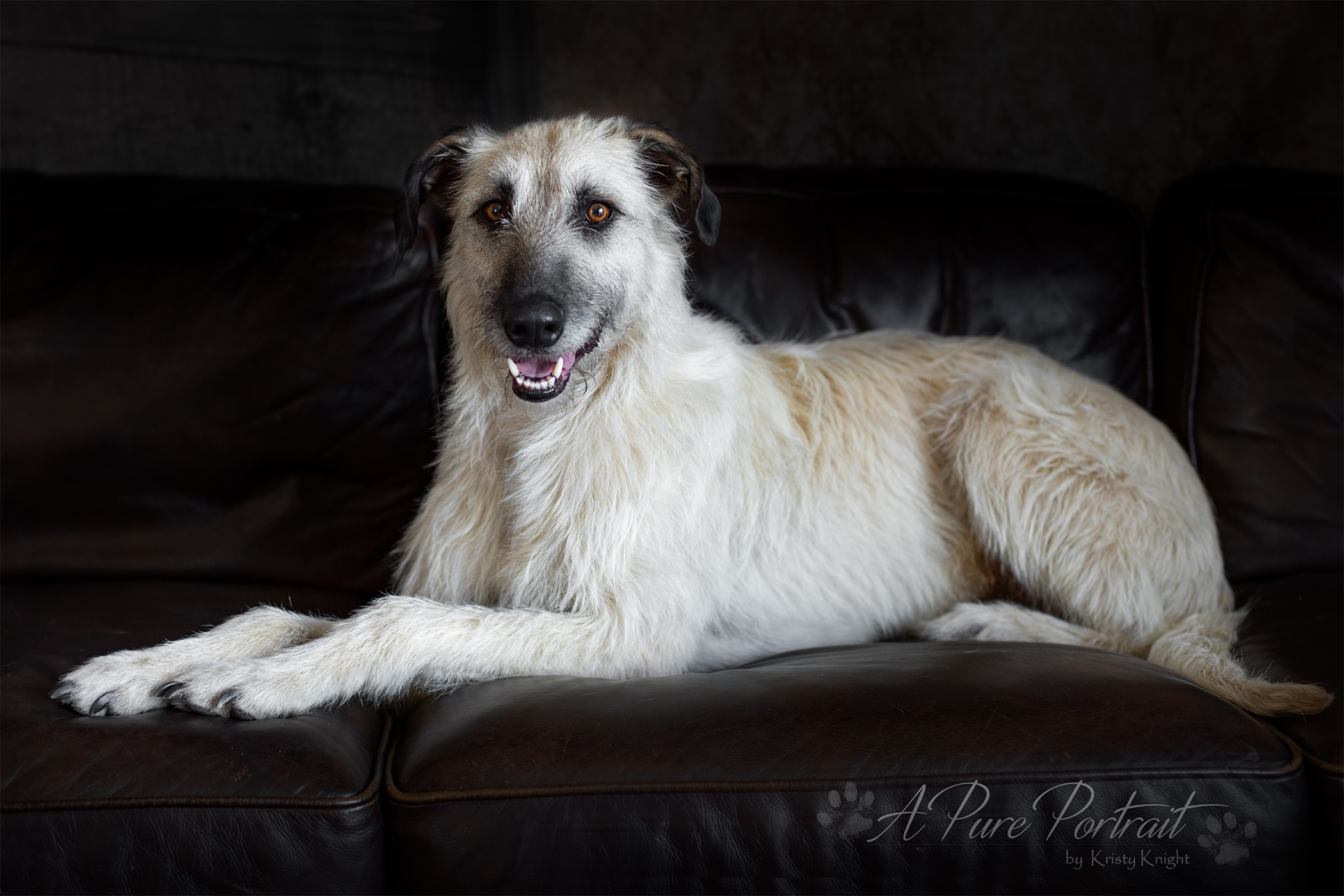 Skip - Large Female Staghound Dog in VIC - PetRescue