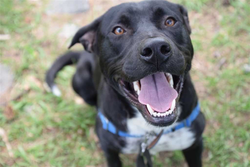 Sirius Black - Large Male Border Collie x Labrador Retriever Mix Dog in ...