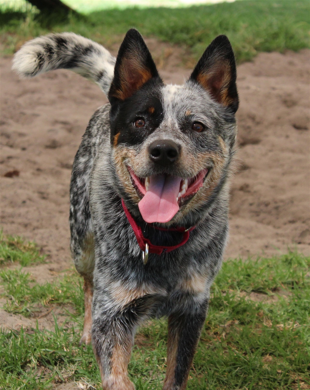 Rspca hot sale blue heeler