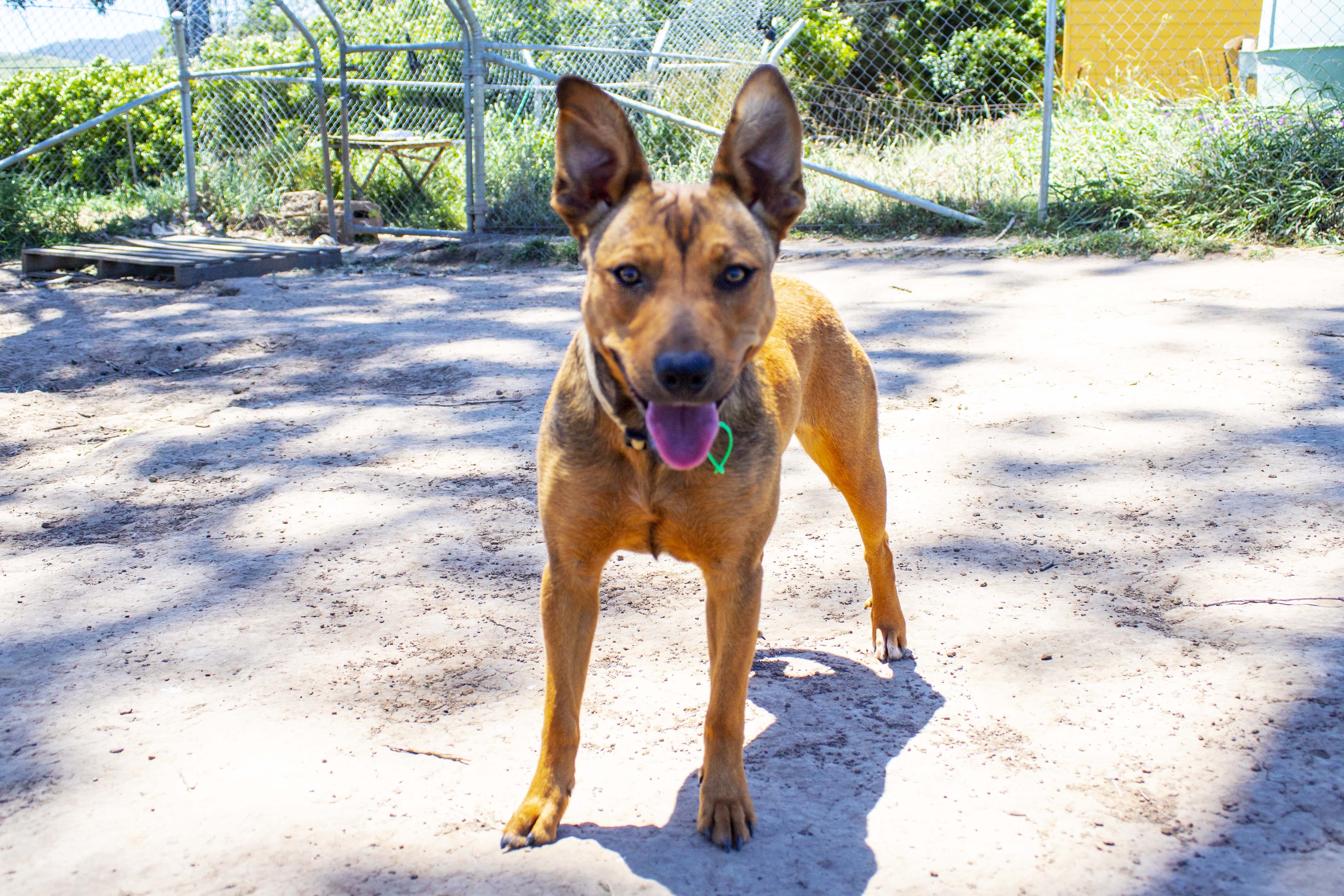 Sunny Medium Female Dingo x Kelpie Mix Dog in NSW PetRescue