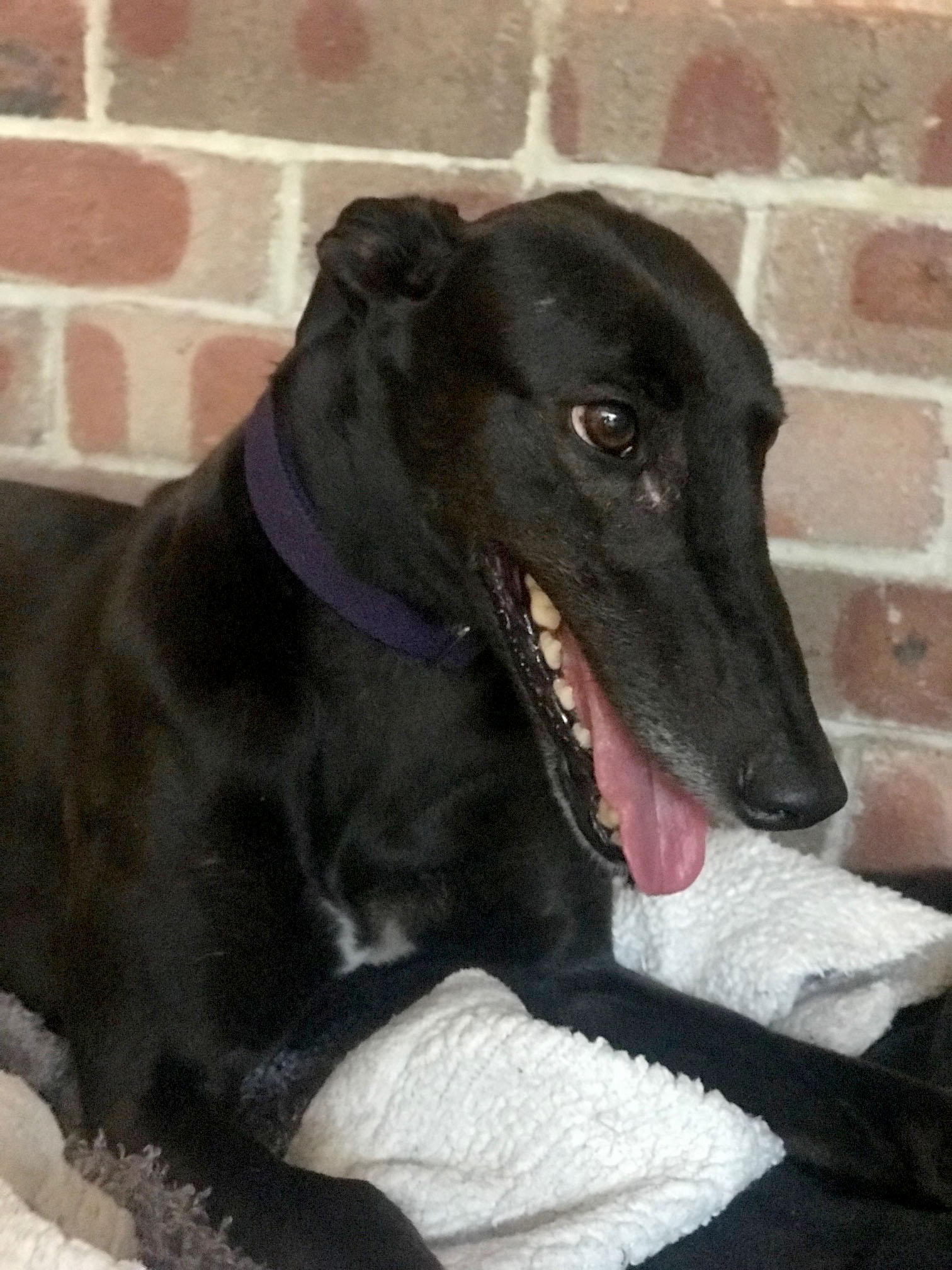 Shay - Large Female Greyhound Dog in NSW - PetRescue