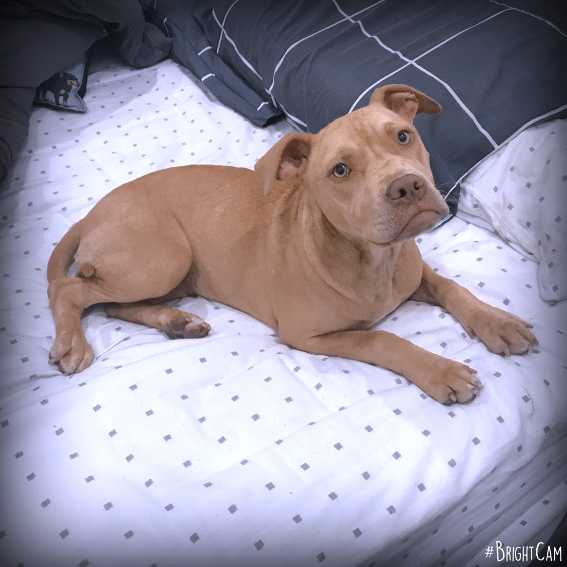 Lilly Rosa Medium Female American Staffordshire Bull Terrier Dog in NSW PetRescue