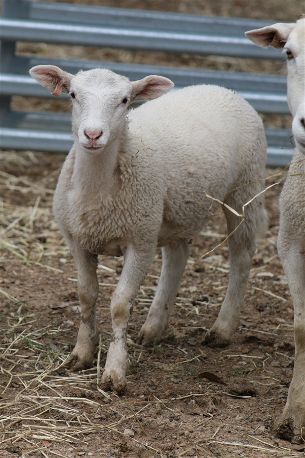 Kit Female Sheep in NSW PetRescue