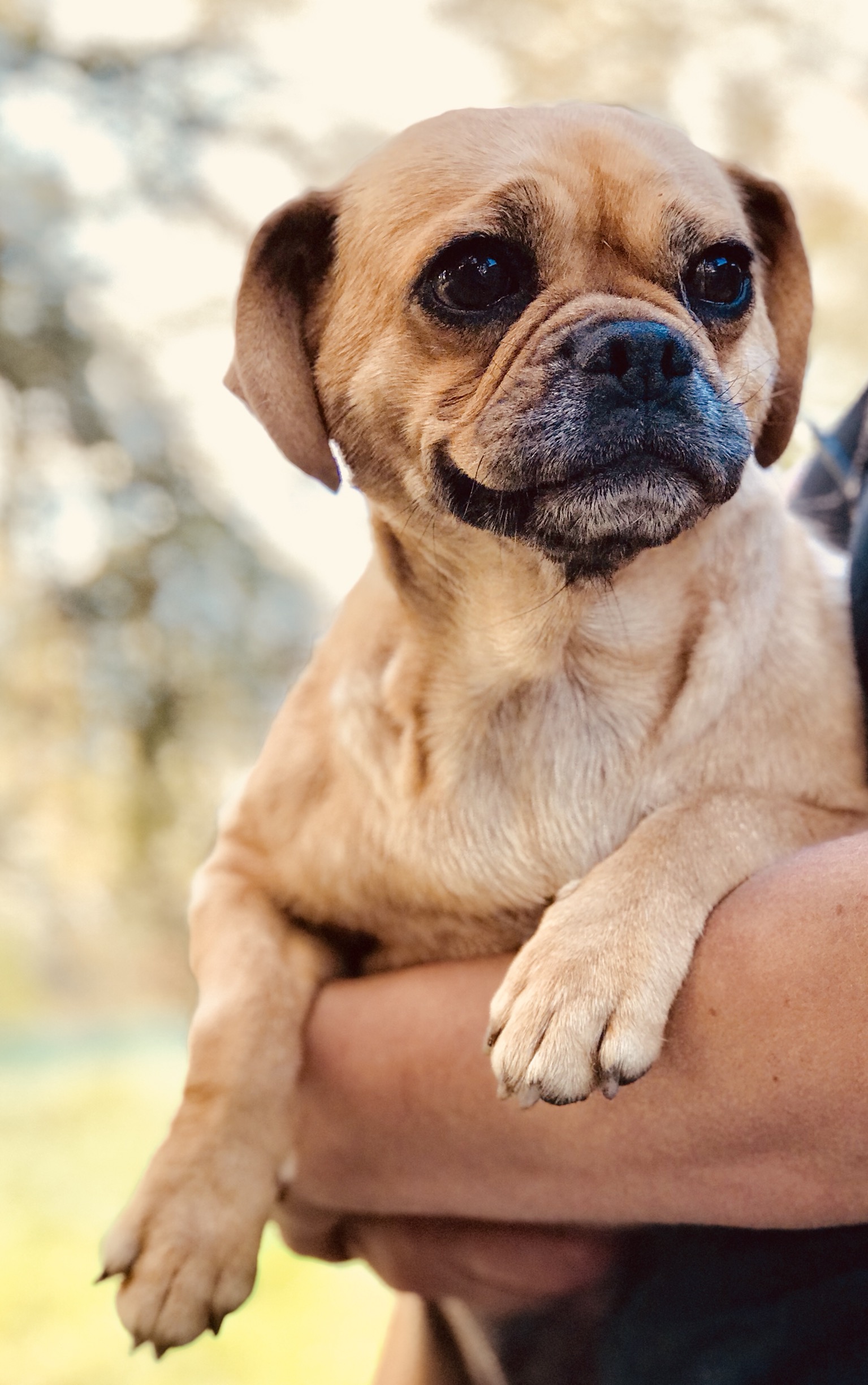 Mrytle Medium Female Beagle x Pug Mix Dog in VIC PetRescue