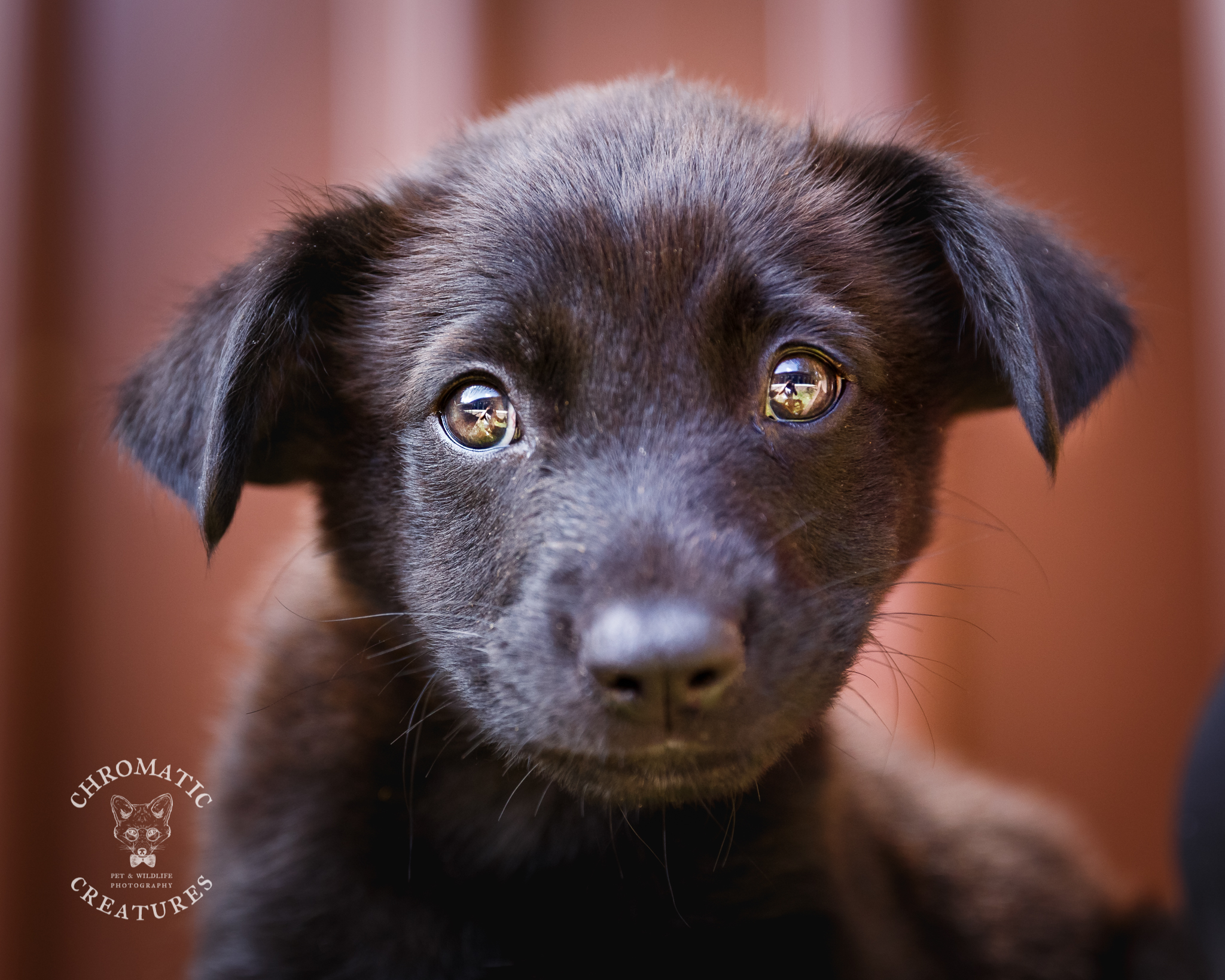 Arlo Medium Male Kelpie x Koolie x Labrador Dog in NSW PetRescue