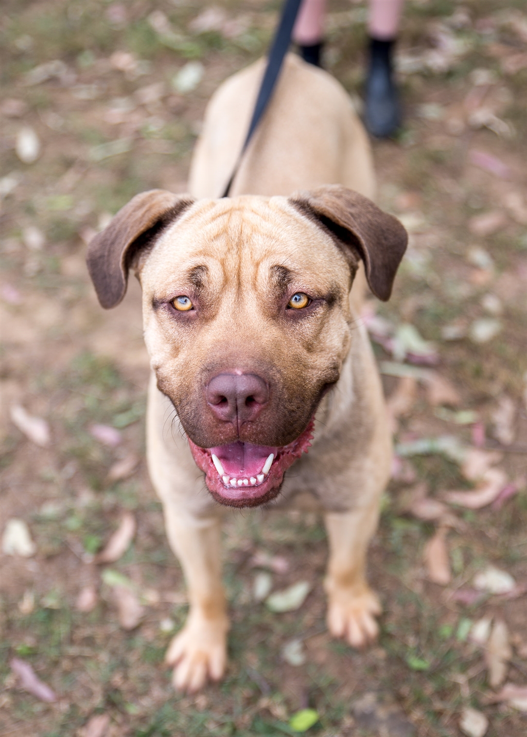 Storm Large Female Neapolitan Mastiff x Rottweiler Mix Dog in NSW PetRescue