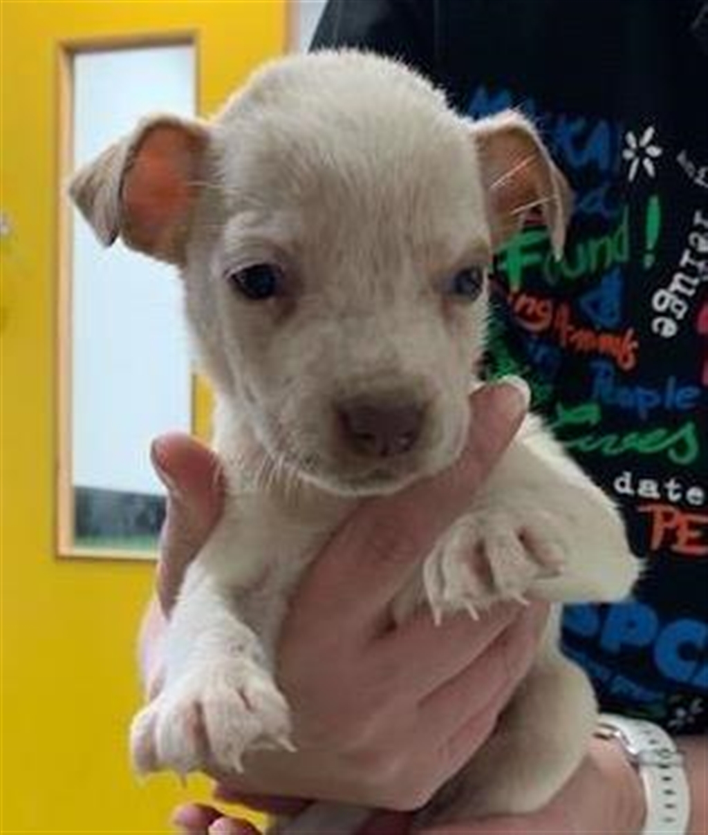 Ruby Small Female Chihuahua x English Staffordshire Bull Terrier Mix Dog in QLD PetRescue