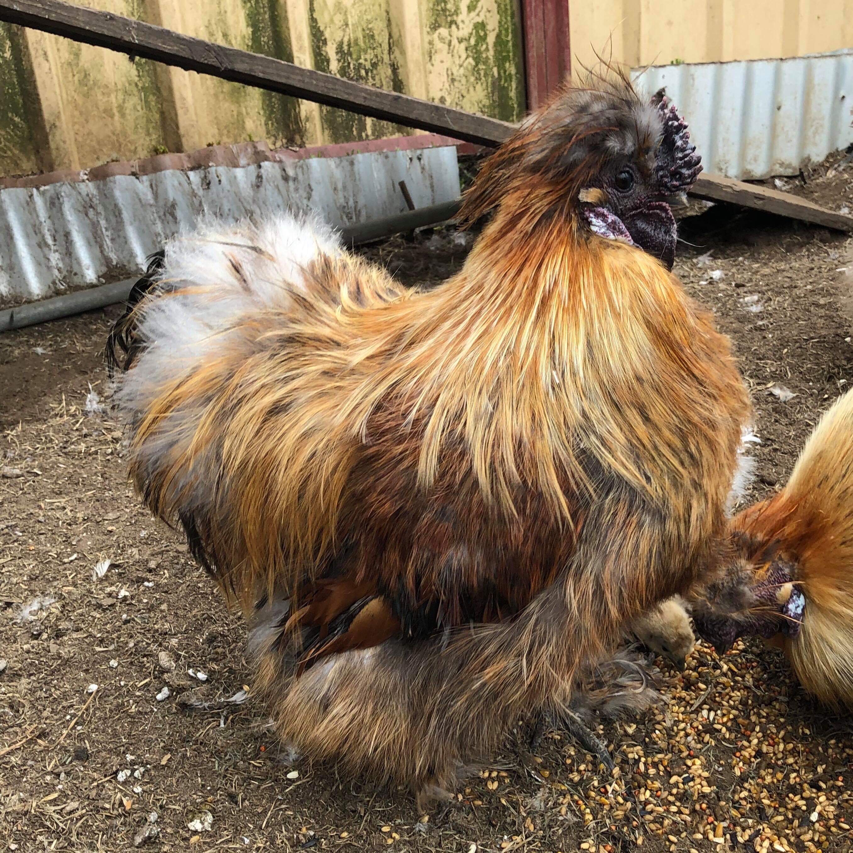 Nandos Male Chicken in NSW PetRescue