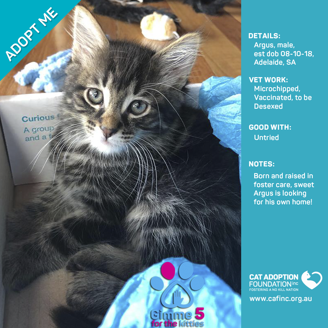 Argus Male Domestic Medium Hair Cat in SA PetRescue