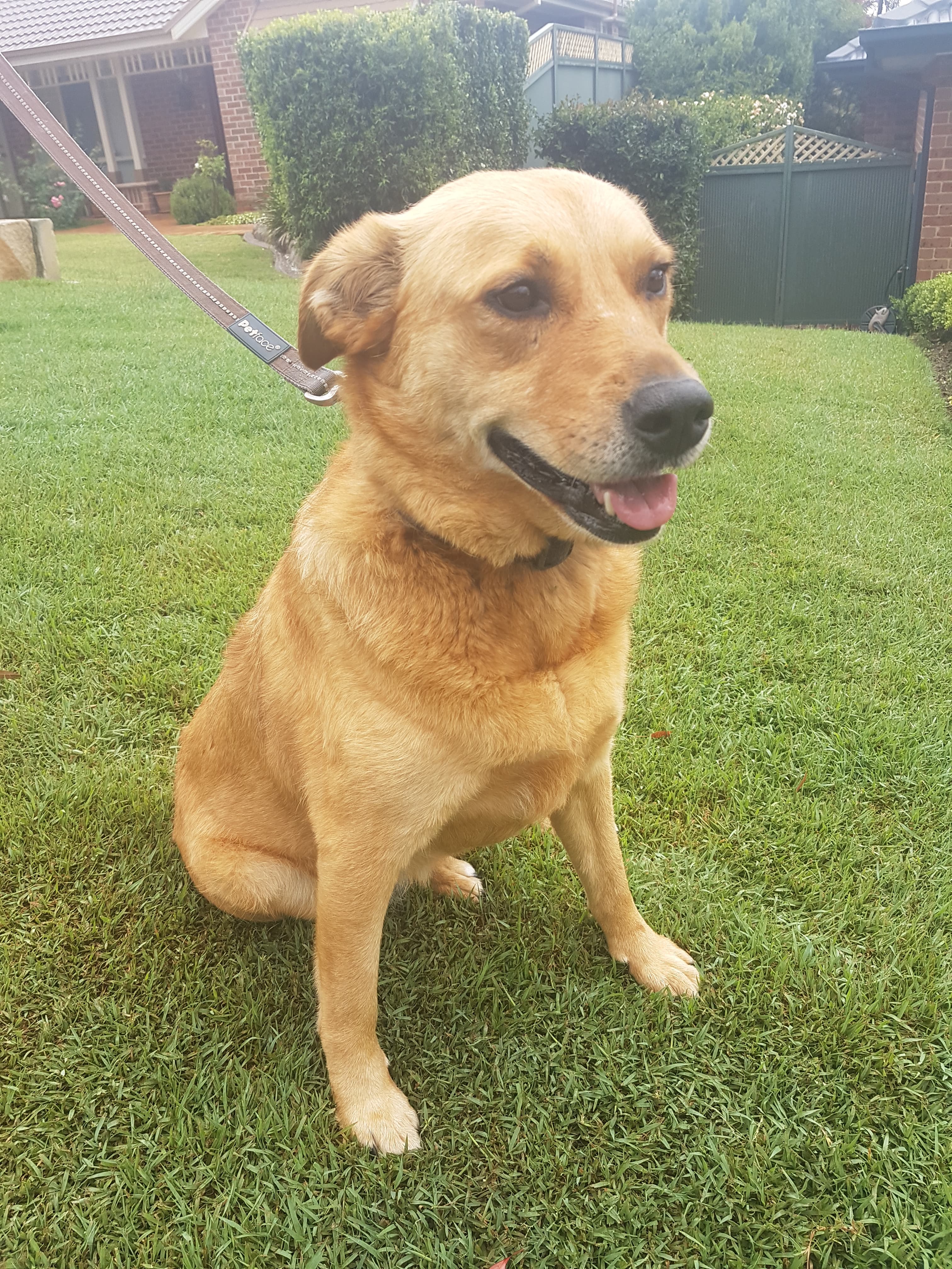 australian cattle dog golden retriever mix