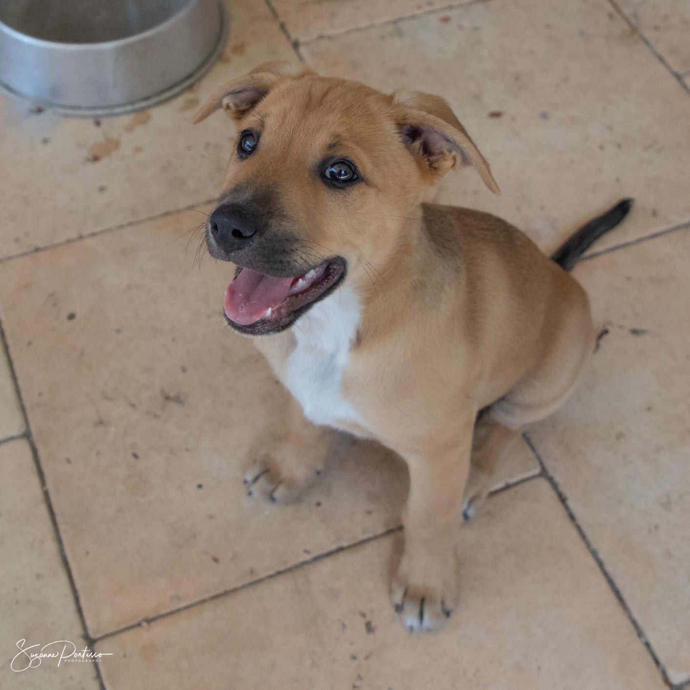 Evans Medium Male Red Heeler Mix Dog in VIC PetRescue