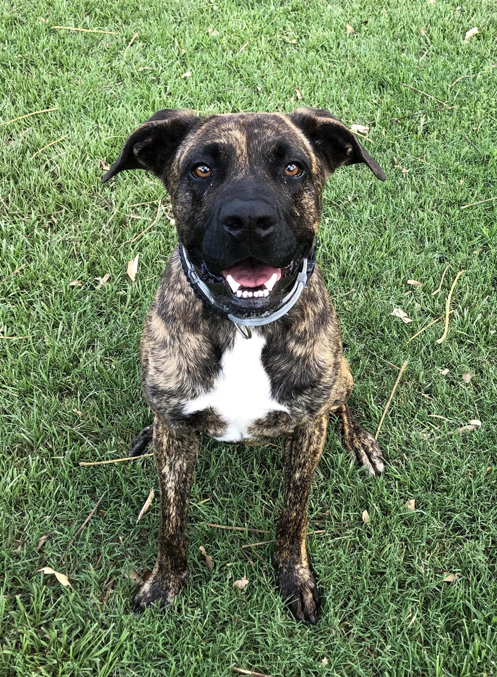 Bud Large Male Rhodesian Ridgeback x American Staffordshire Bull Terrier Mix Dog in QLD