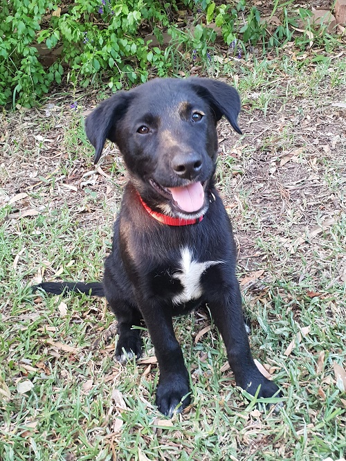 Ebony - Medium Female Labrador Mix Dog in QLD - PetRescue