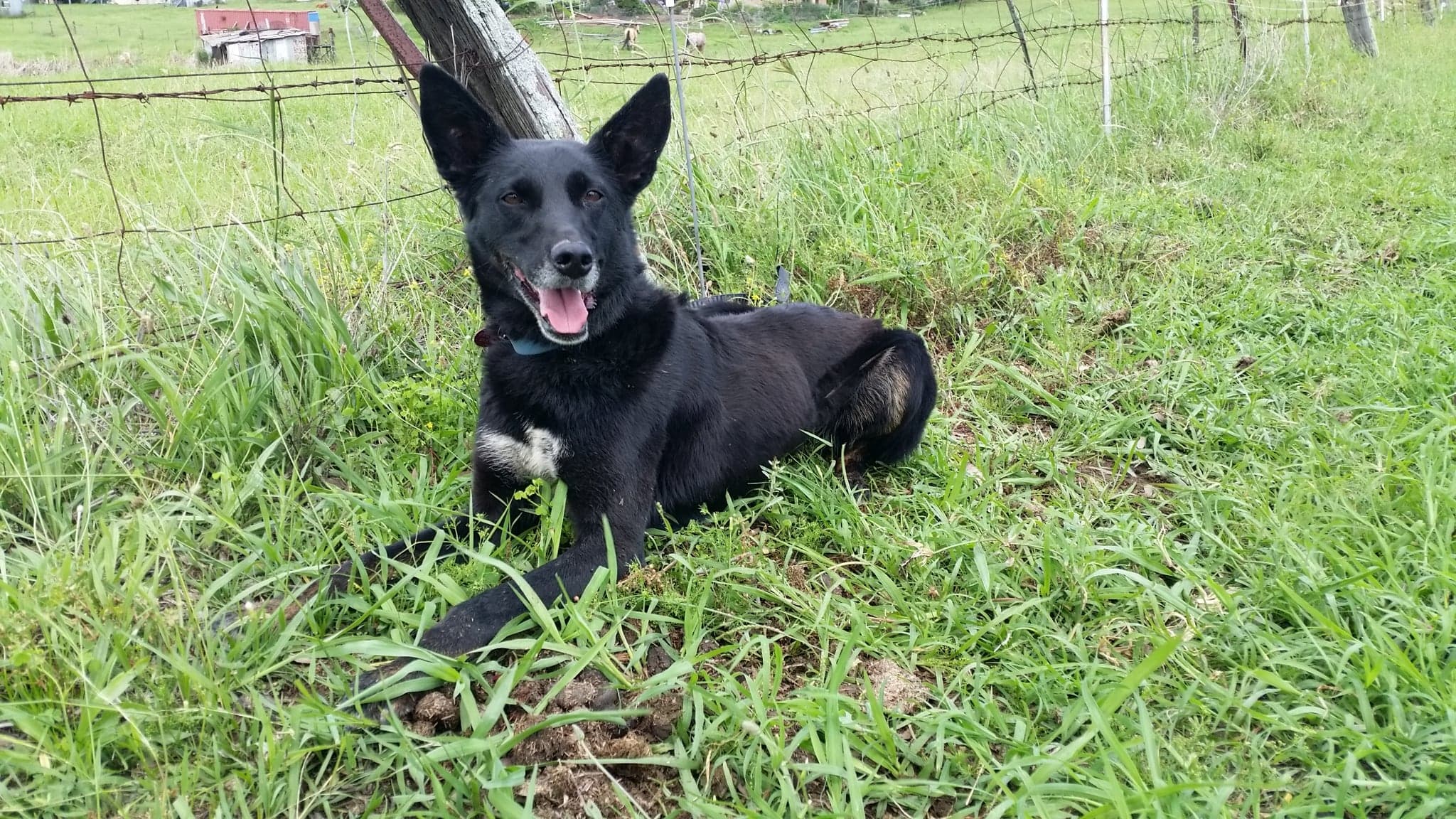 Kelly - Medium Female Border Collie Mix Dog in NSW - PetRescue