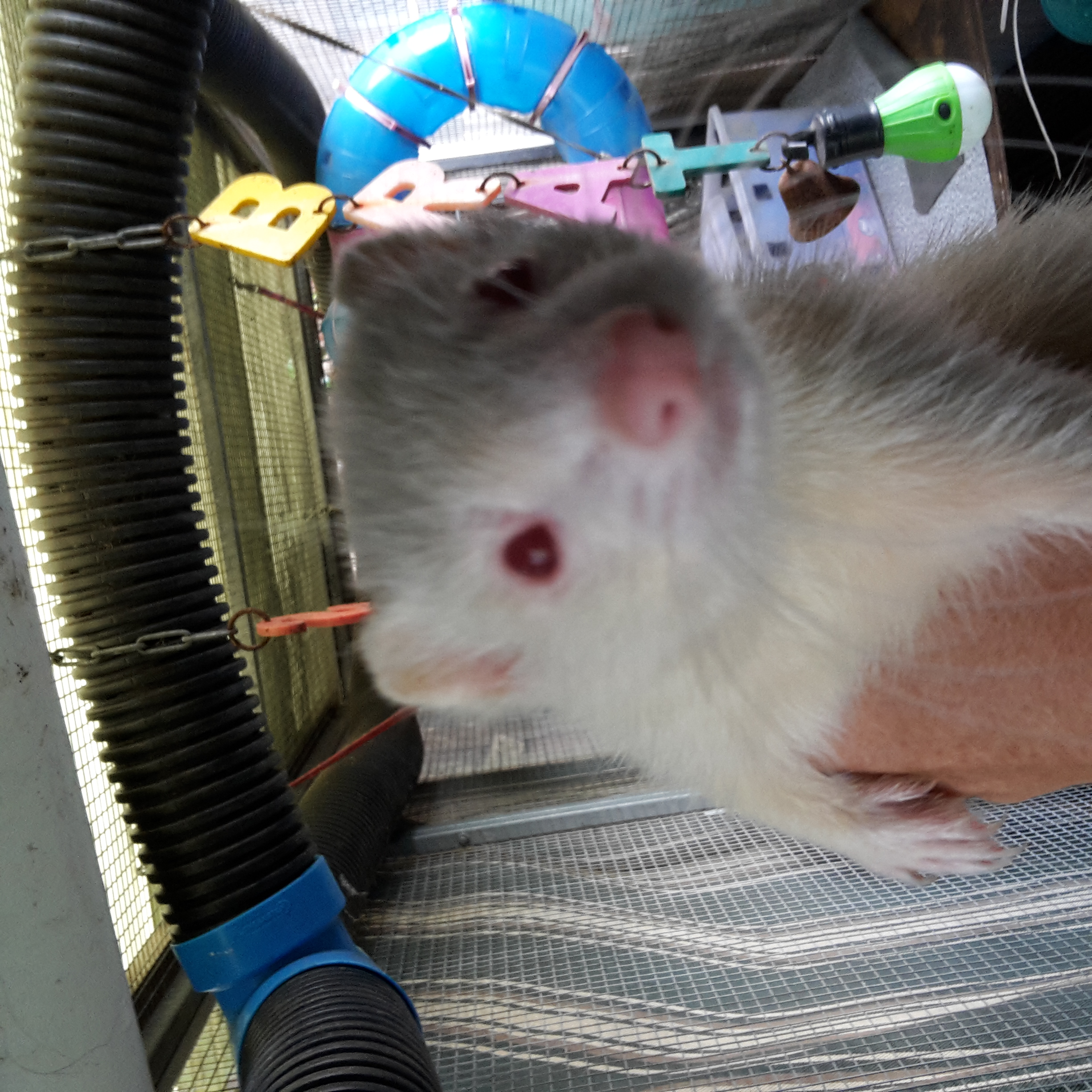 Meisie Female Ferret in NSW PetRescue
