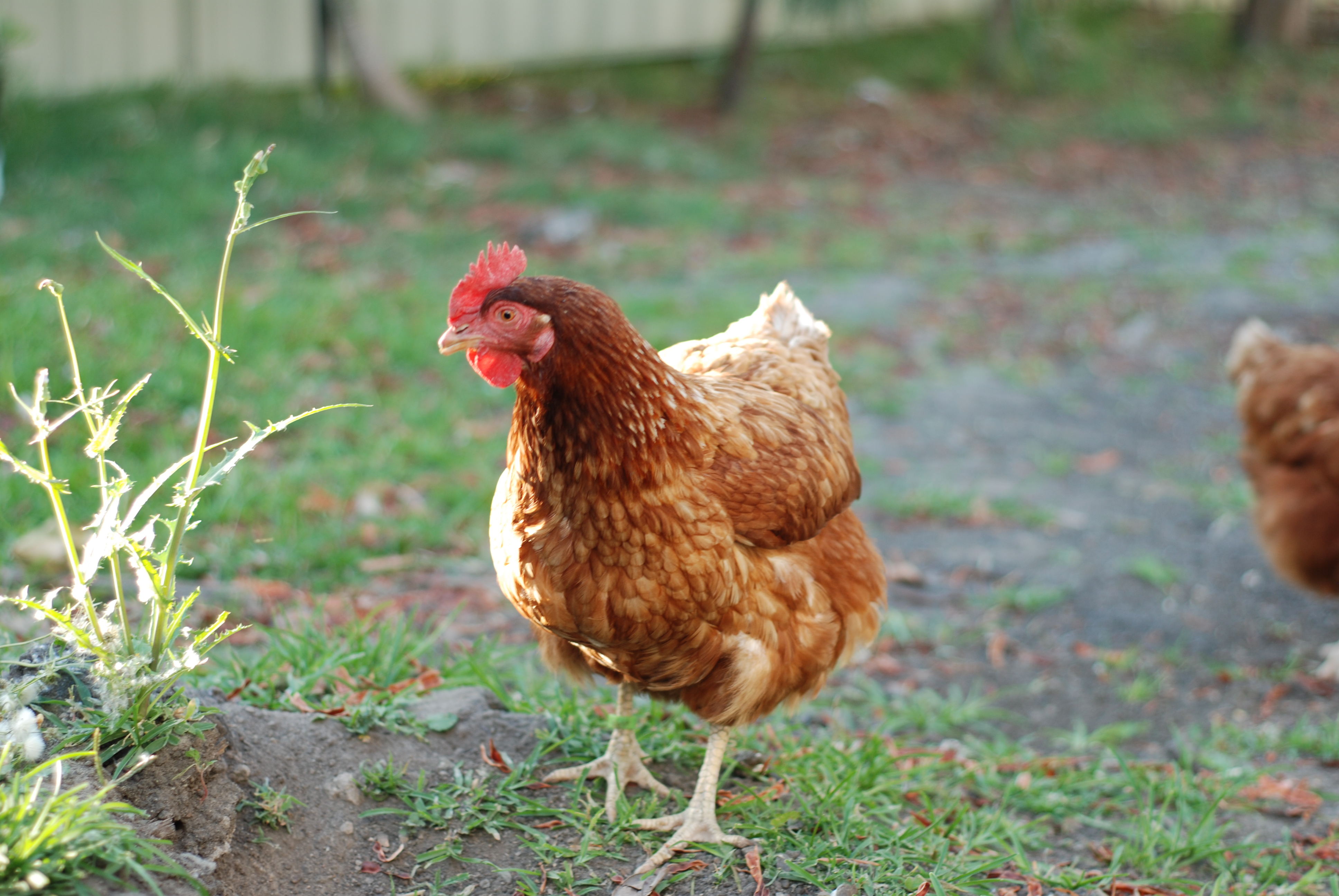 Chickens for Adoption Female Mix Chicken in NSW PetRescue