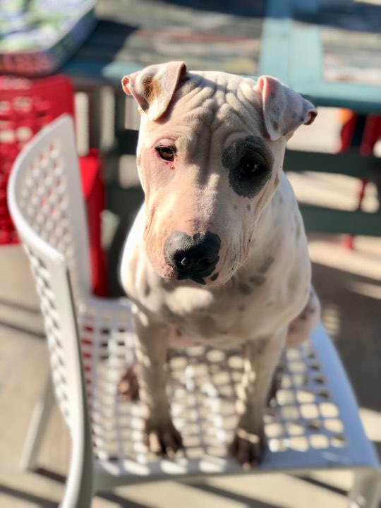 Bull terrier cross sales shar pei