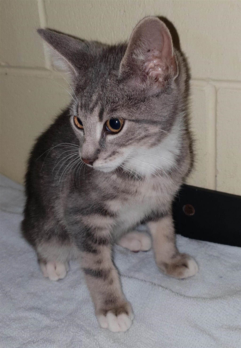 Lars - Male Manx Mix Cat in QLD - PetRescue