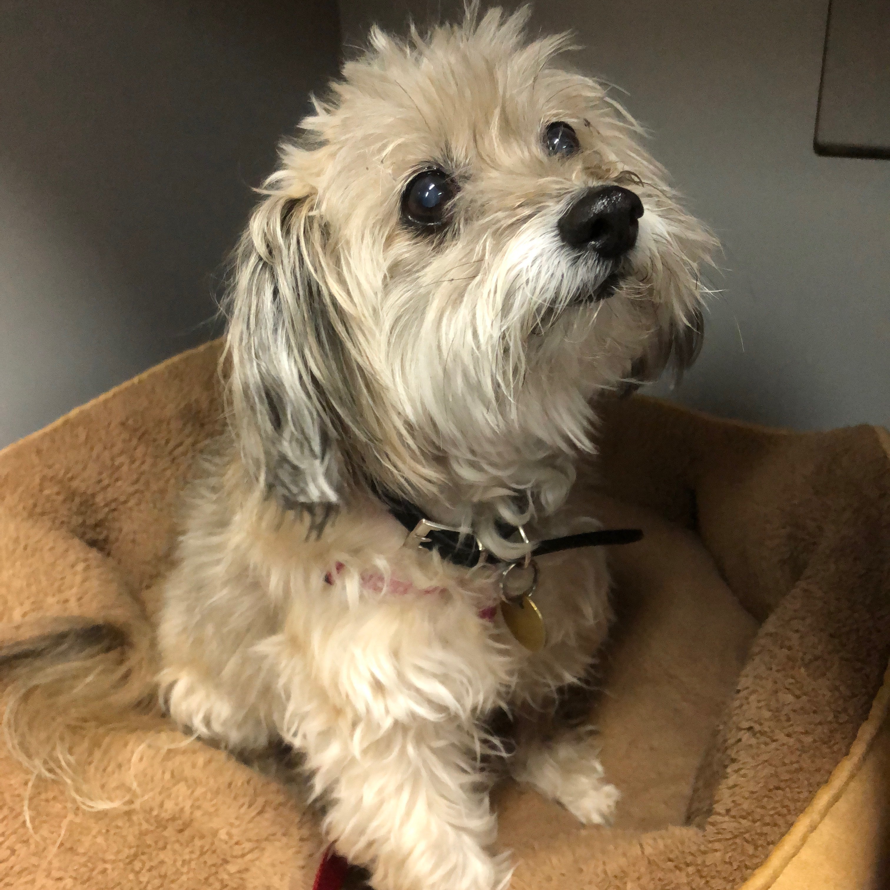 Tipsy - Small Female Maltese Mix Dog in VIC - PetRescue