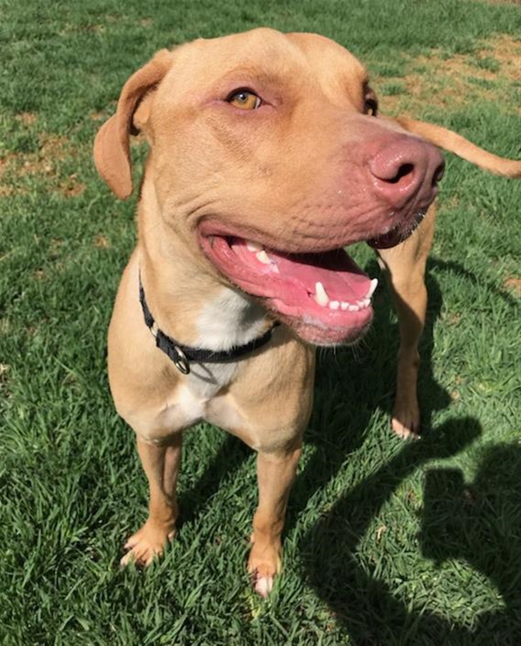 Morrissey Large Male Rhodesian Ridgeback x American Staffordshire Bull Terrier Mix Dog in WA