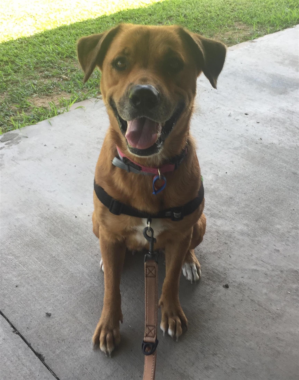 Melli - Large Female Golden Retriever x Rottweiler Mix Dog in QLD ...