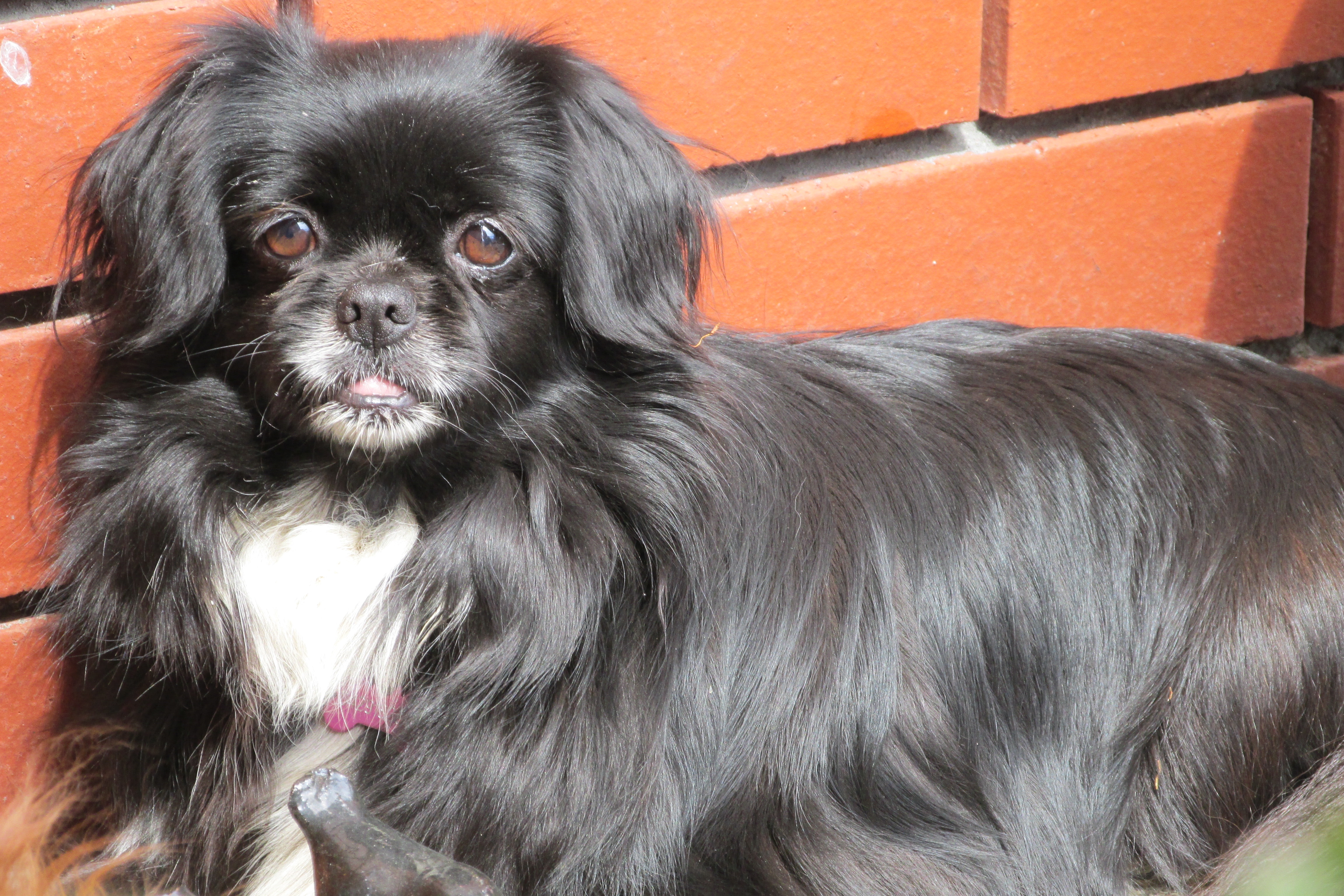 Tibetan discount spaniel black