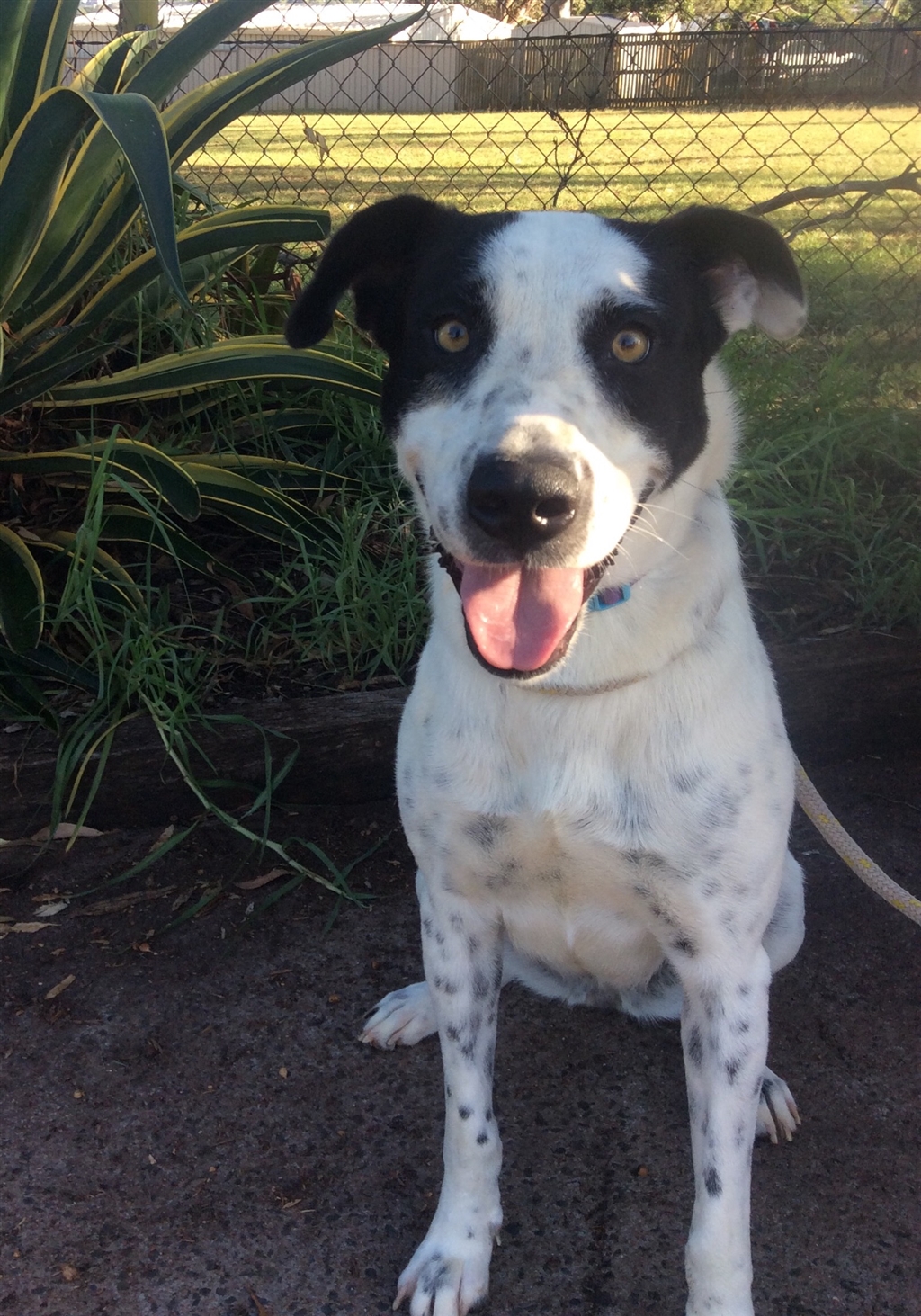 Rita Medium Female Border Collie x Siberian Husky Mix Dog in QLD