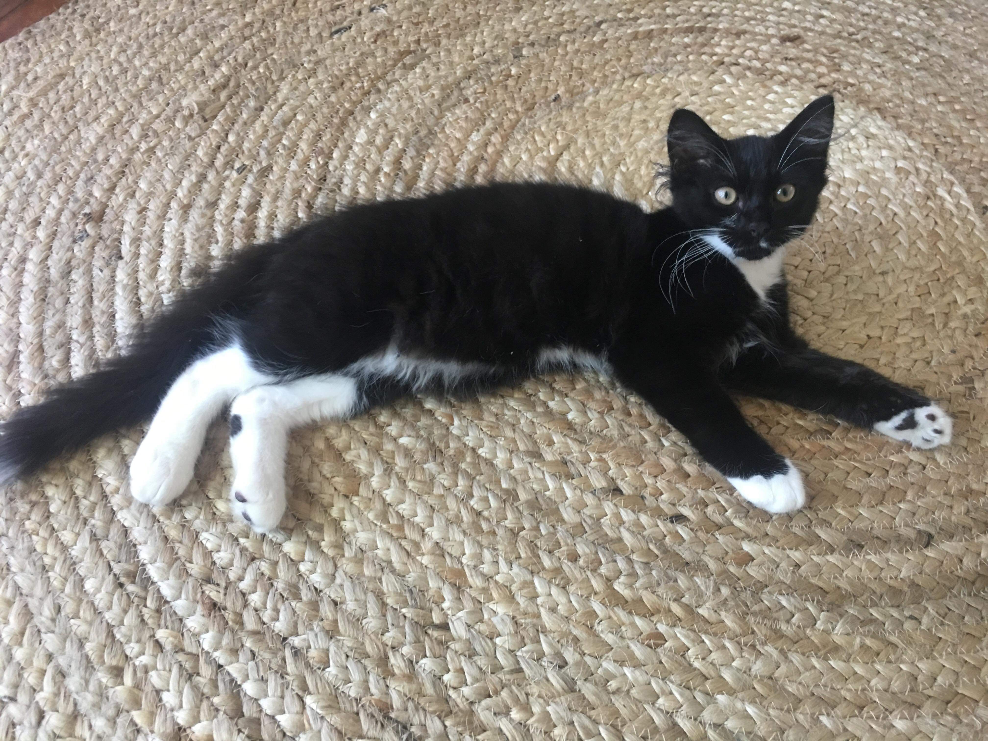 Theo Male Domestic Short Hair Cat In Nsw Petrescue