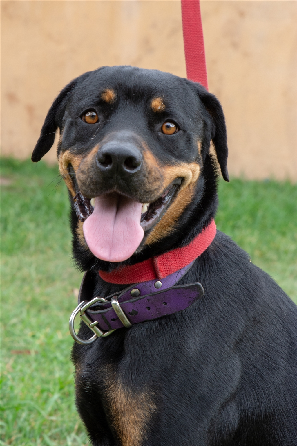 Lily - Medium Female Rottweiler Mix Dog in QLD - PetRescue
