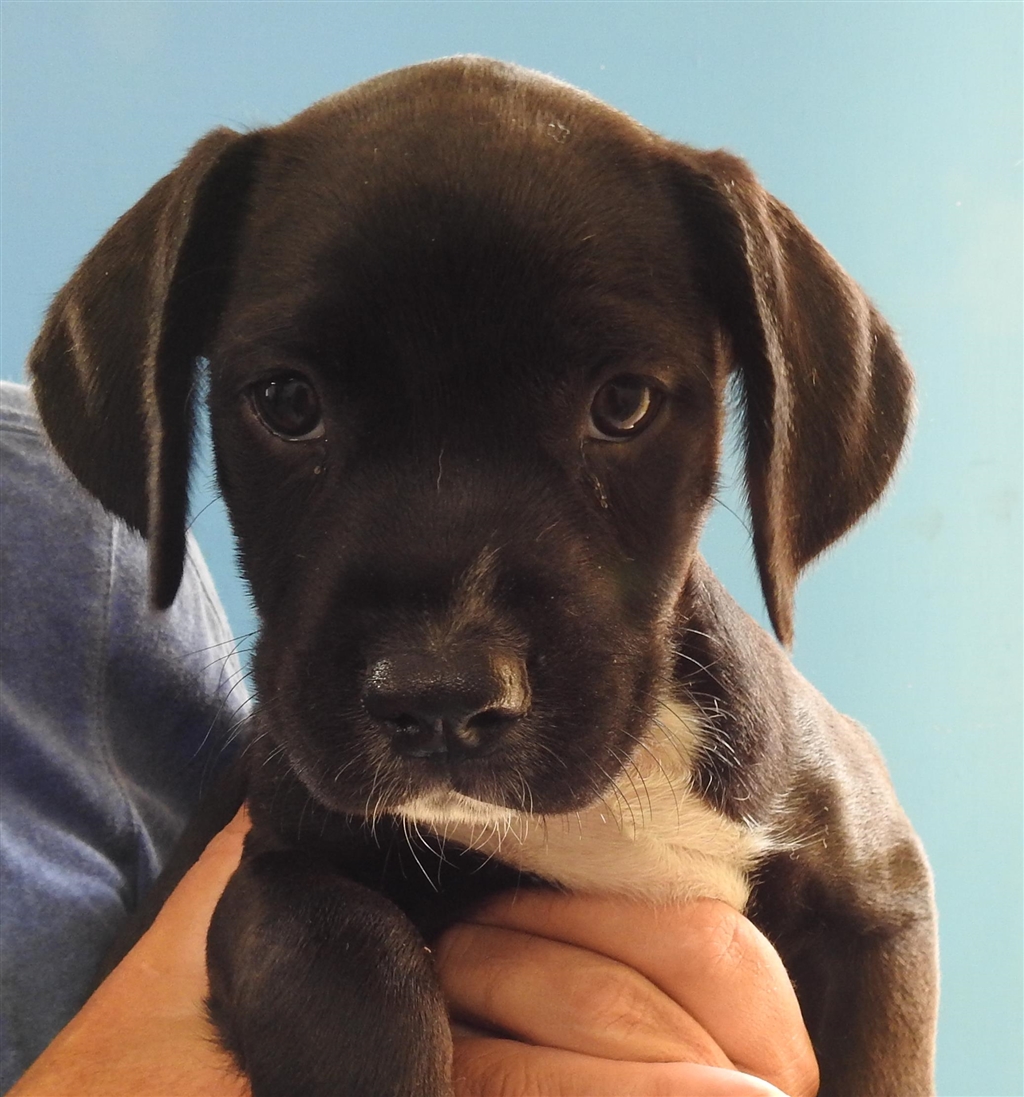 Rogue Medium Male English Cocker Spaniel x American Staffordshire Bull Terrier Mix Dog in QLD