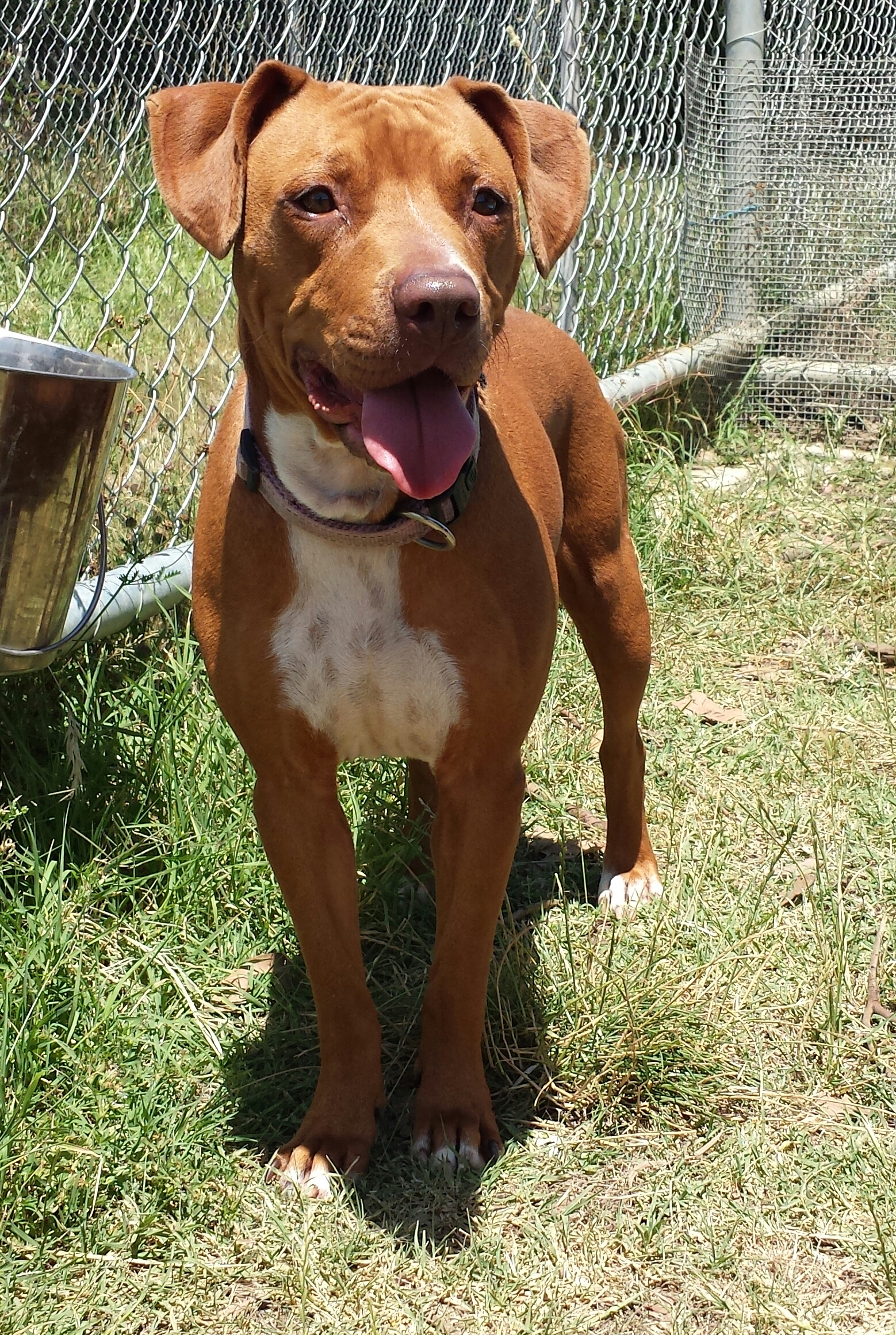 Tammy Medium Female Staffy Mix Dog in VIC PetRescue