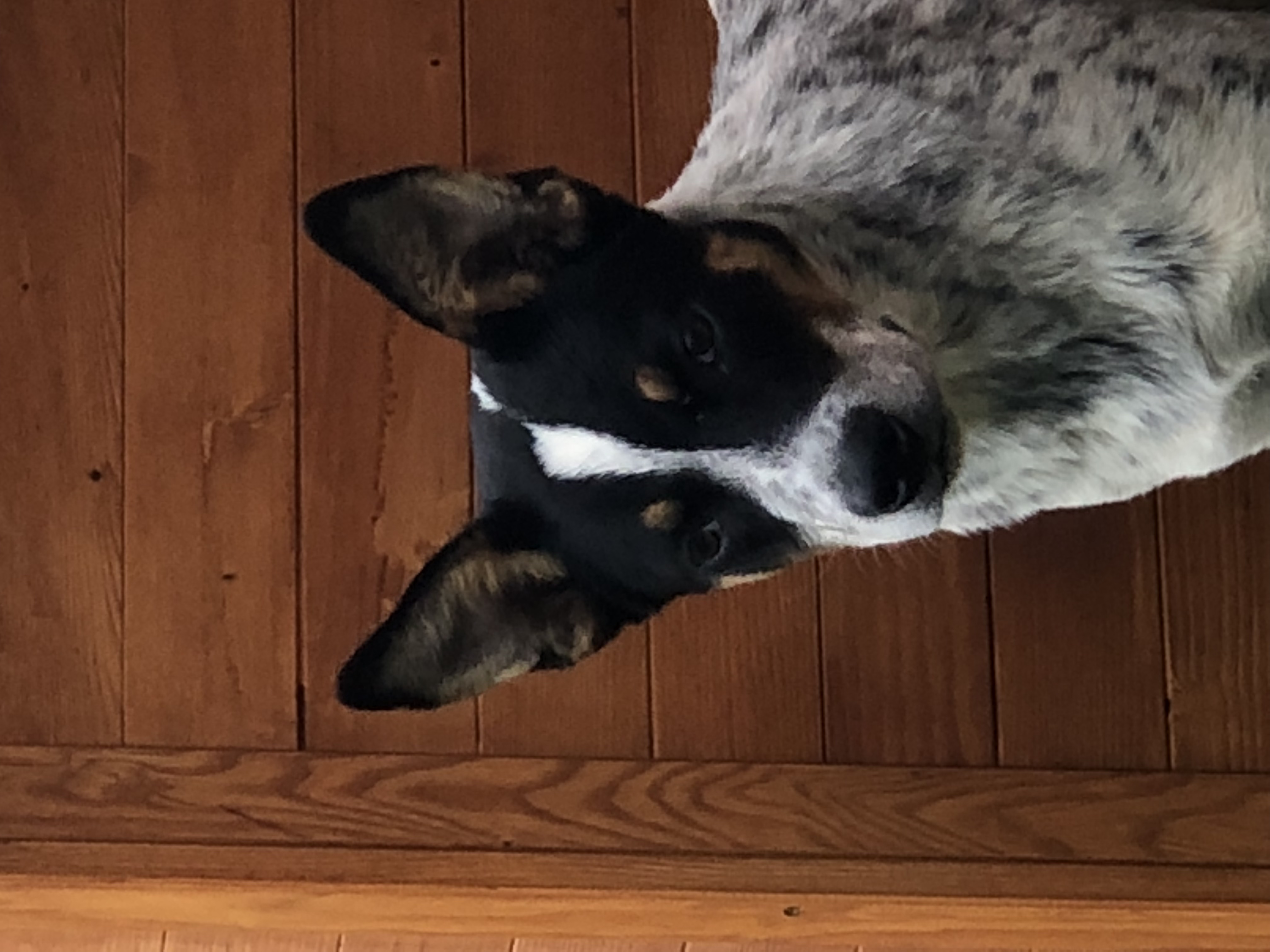 Flynn Medium Male Australian Cattle Dog x Labrador Mix Dog in NSW