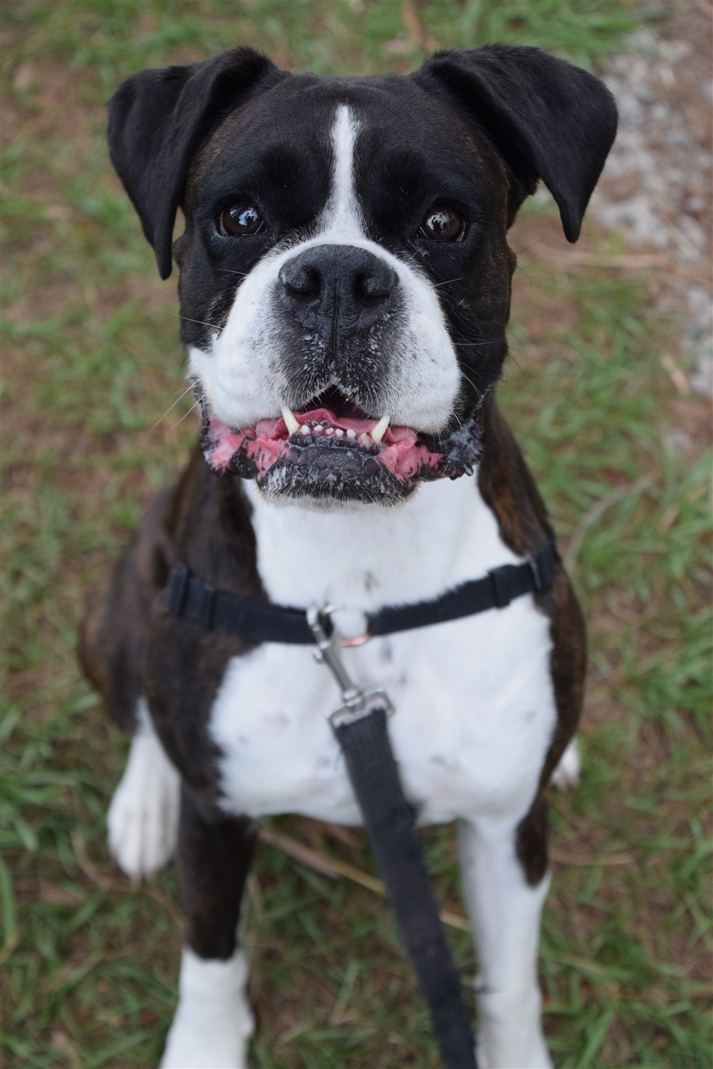 Lady - Large Female Boxer Dog in QLD - PetRescue