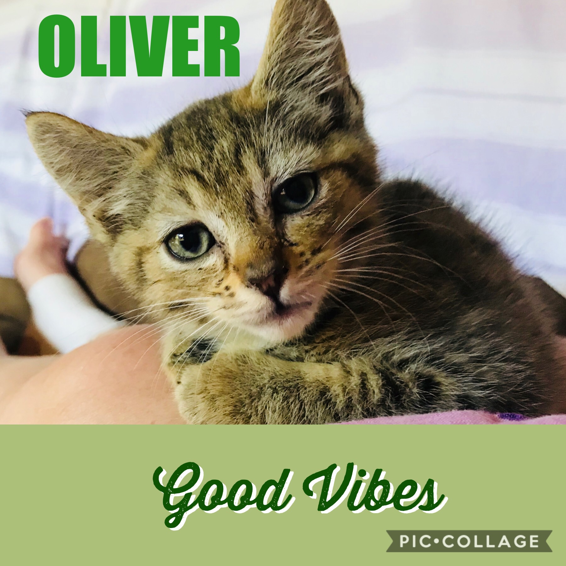 Oliver - Male Abyssinian x Domestic Short Hair Mix Cat in  