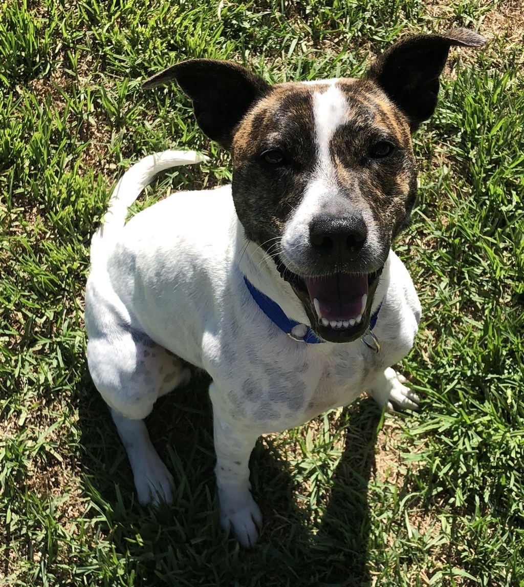 Grace Marie Now Missy Medium Female Jack Russell Terrier x Staffy Mix Dog in WA PetRescue