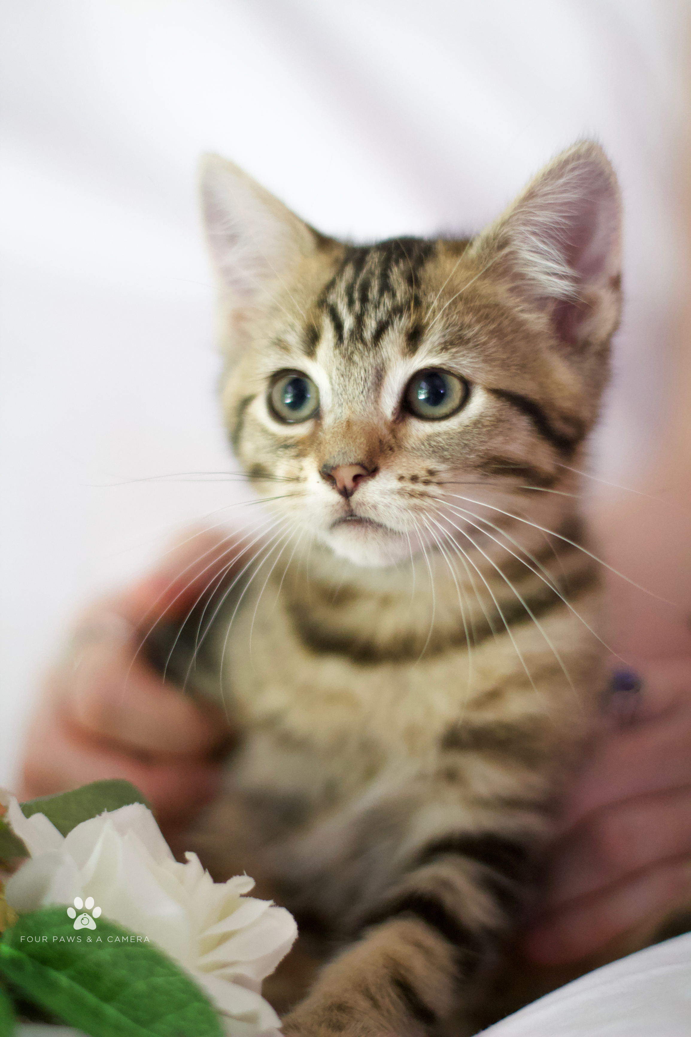 Marmalade Male Domestic Short Hair Cat in NSW PetRescue