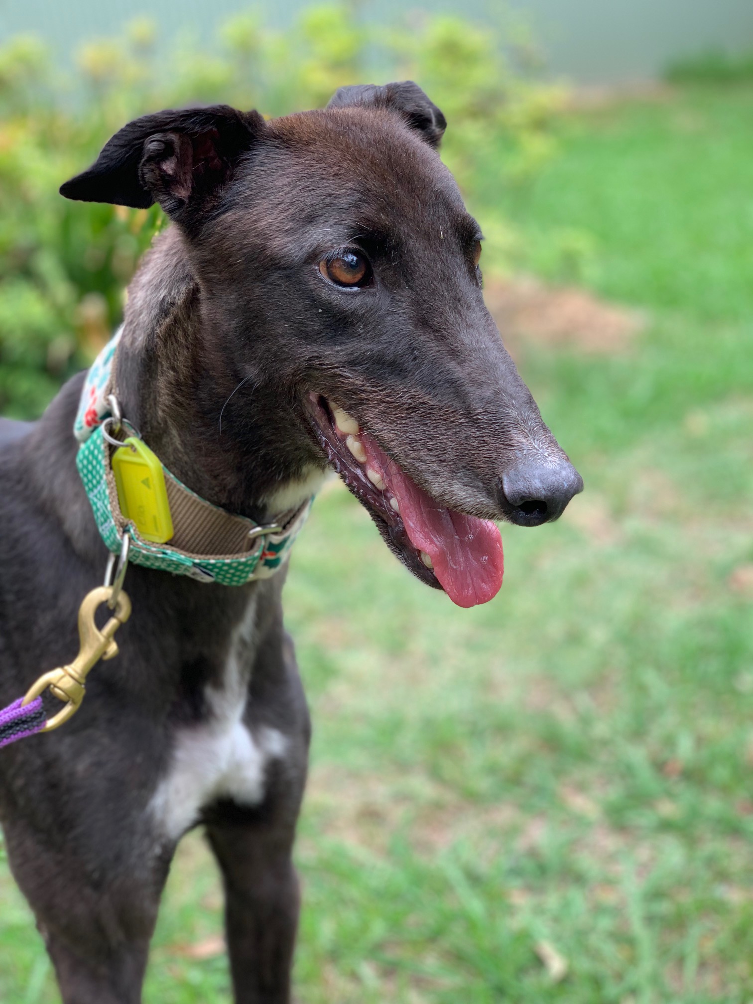 Ella (On Trial) Large Female Greyhound Dog in NSW PetRescue