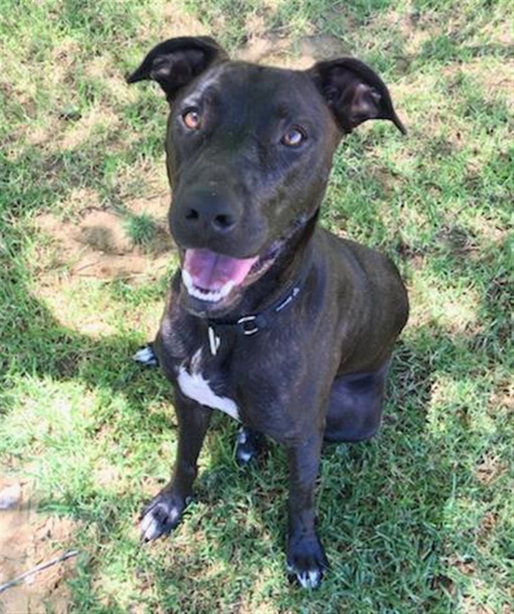 Delilah Large Female Staffy Mix Dog In Wa Petrescue